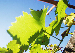 Chantal Ritter Cochand - Vigneronne encaveuse - Le Landeron, Neuchâtel, Suisse